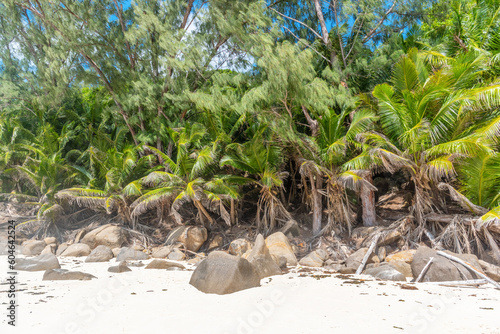 Palms and rocks in Anse Intendance beach photo