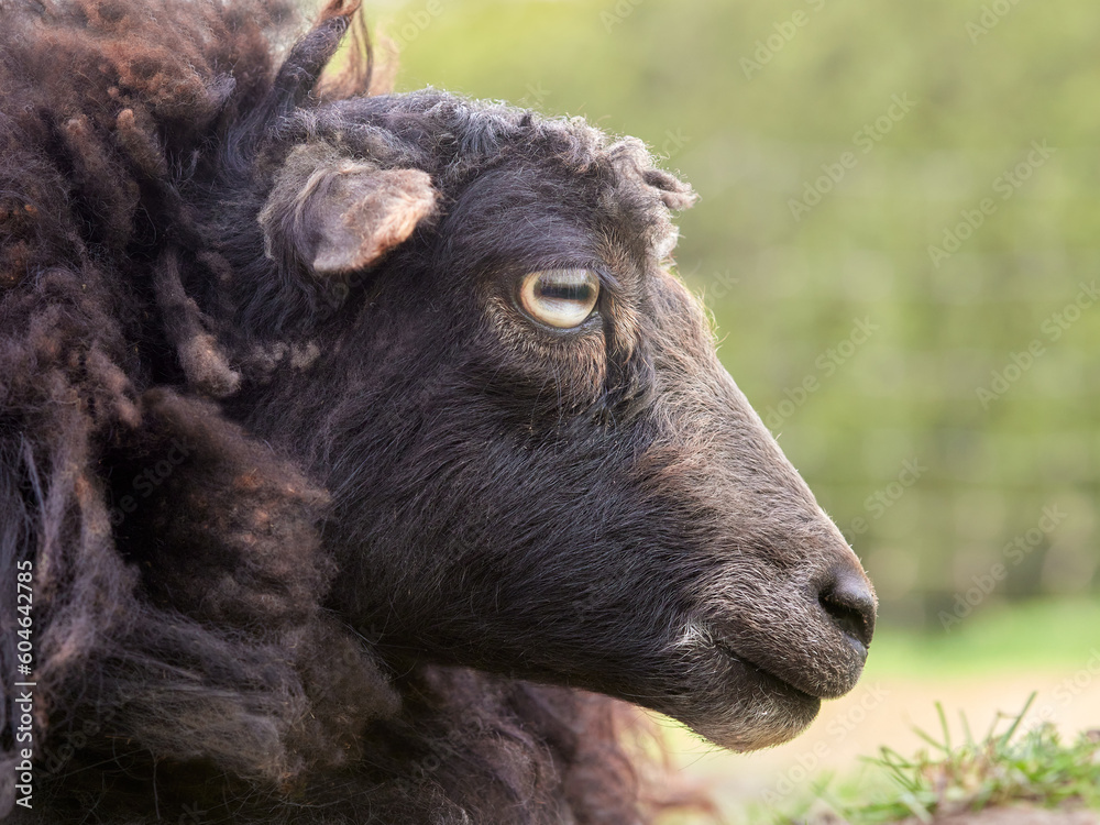 Close up portrait of female brown ouessant sheep Close up portrait of female brown ouessant sheep