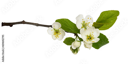 Fresh flowers and leaves of prunus tree isolated on white or transparent background photo