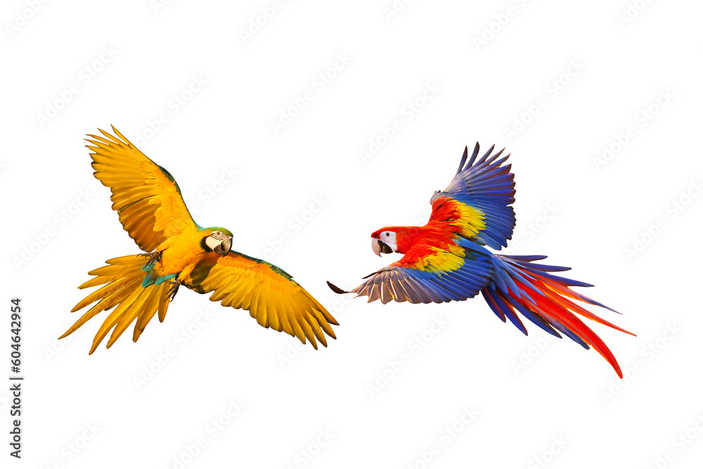 Colorful flying parrot isolated on transparent background png file
