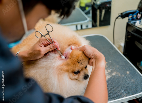 Groomer with protective face mask cleans s Pomeranian dog ears at grooming salon.
