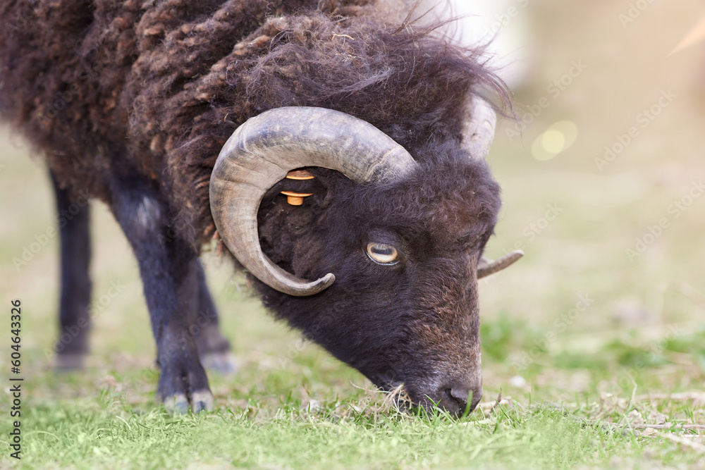 Fototapeta premium Close up head shot of brown male ouessant sheep