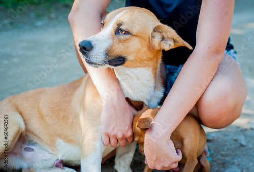 Portrait of dogs with human intervention. Mixed breed dog. pinsher dog