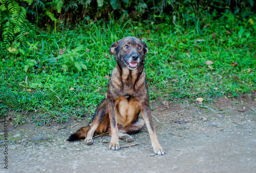 Mixed breed dog portrait.
