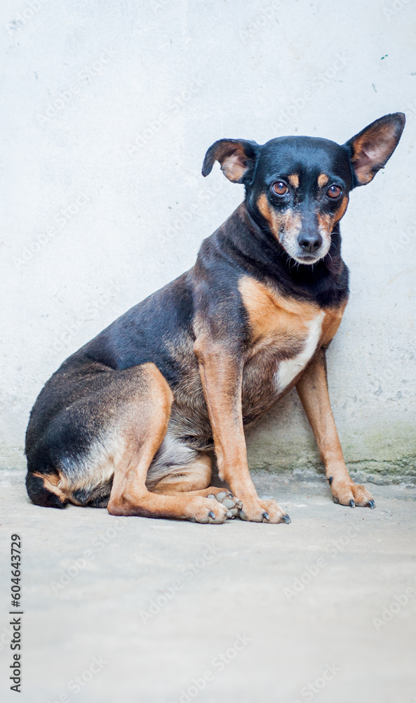 Mixed breed black dog portrait Mixed breed black dog portrait