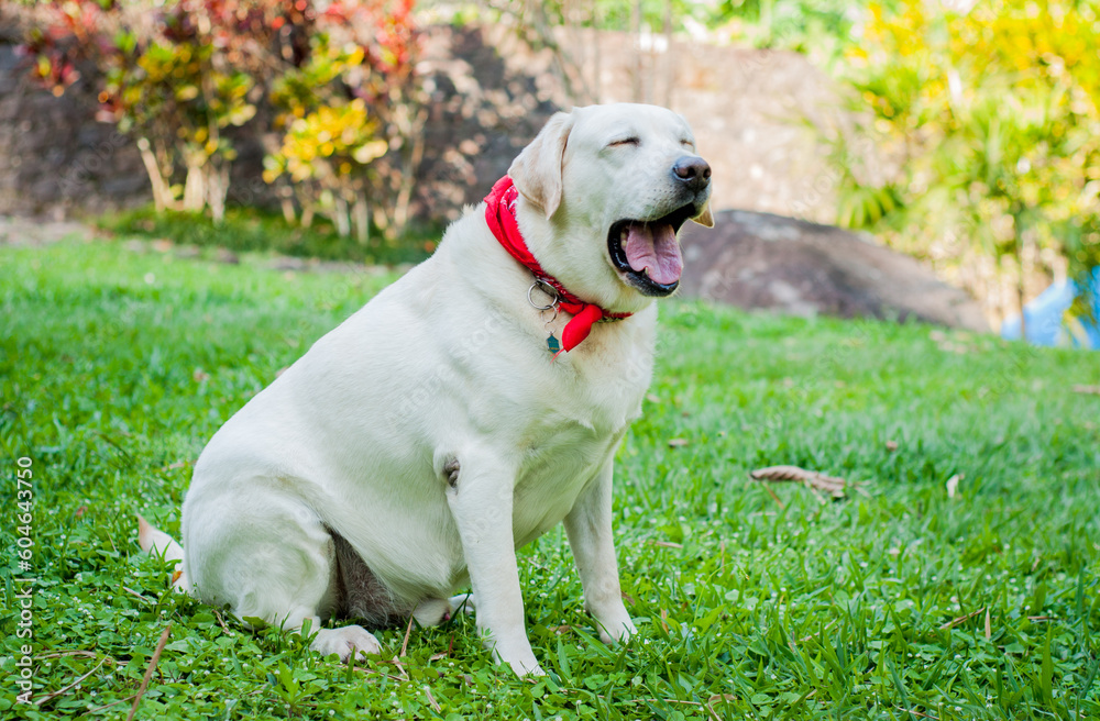 Portrait of Labrador breed dog. light colored labrador