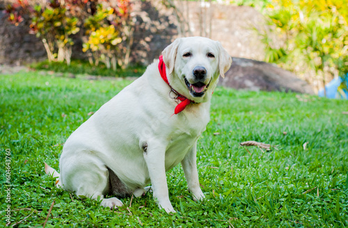 Portrait of Labrador breed dog. light colored labrador