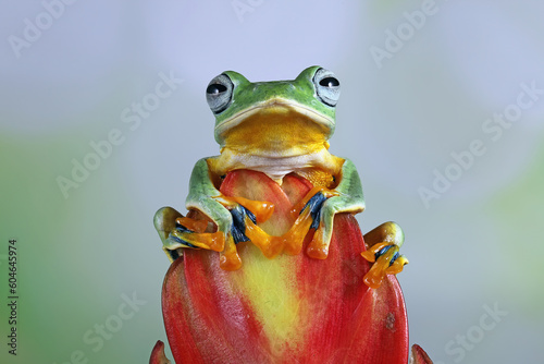 Flying frog  Rhacophorus reinwardtii  perched on Flying red bromelia flower.