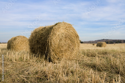 haystack in autumn on an agricultural field on a sunny day, without people