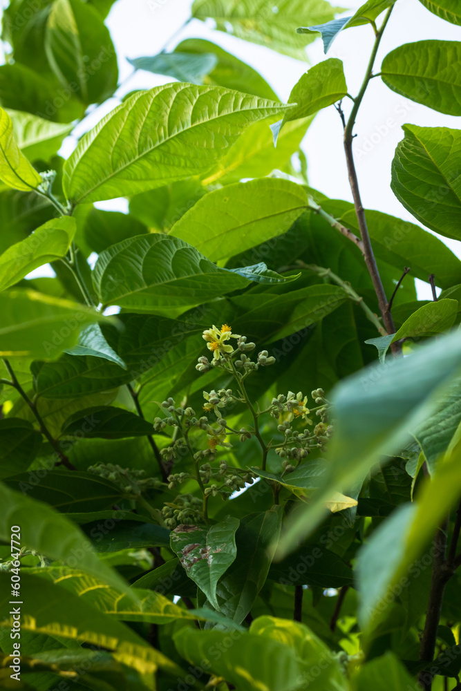 Close up of green leaves and yellow flowers Close up of green leaves and yellow flowers