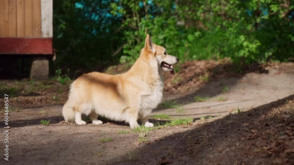 Corgi dog breed has fun on a walk. sunset. close-up Corgi dog breed has fun on a walk. sunset. close-up