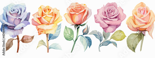 Set of 6 High Detail Watercolor Rose Illustrations (Vector ESP)