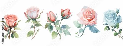 Set of 6 High Detail Watercolor Rose Illustrations (Vector ESP)