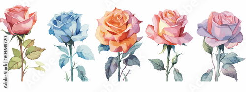 Set of 6 High Detail Watercolor Rose Illustrations (Vector ESP)
