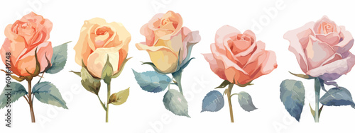 Set of 6 High Detail Watercolor Rose Illustrations (Vector ESP)