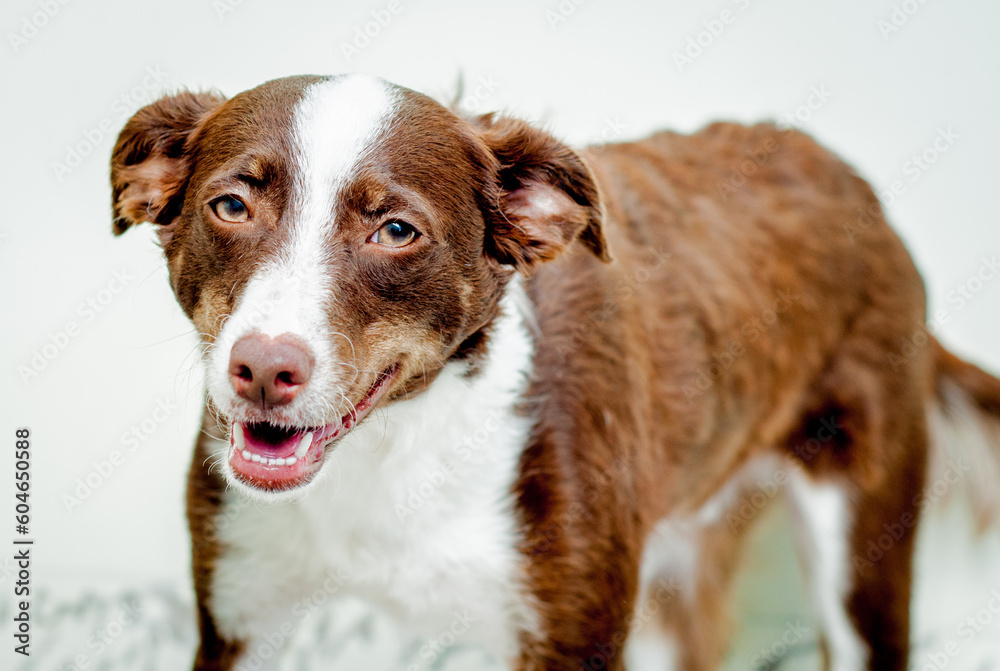 Mixed breed brown dog portrait