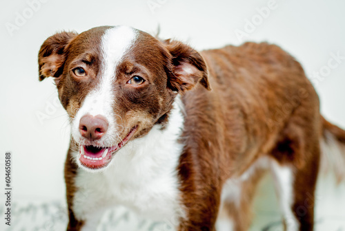 Fototapeta Naklejka Na Ścianę i Meble -  Mixed breed brown dog portrait