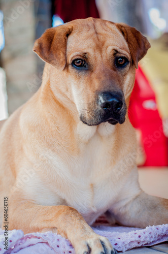Mixed breed brown dog portrait looking at camera