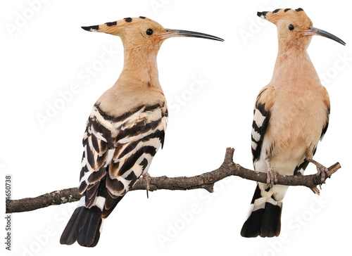 Eurasian hoopoe ( Upupa epops), PNG, isolated on transparent background photo