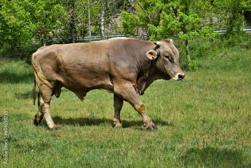 toro marrón en un prado