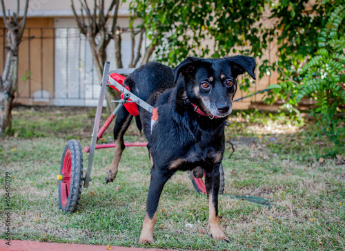 disabled black dog using a dog wheelchair