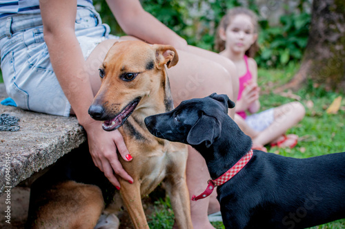 Mixed breed dog portrait. Presence of human in the background of the image.