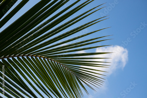 Coconut leaf against the blue sky