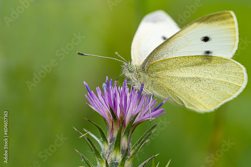 Butterfly with yellow wings on a flover, macro photo