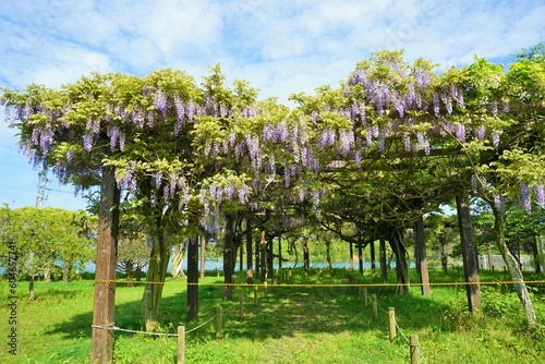 野性味のある藤の花