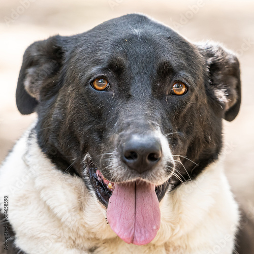 Fototapeta Naklejka Na Ścianę i Meble -  A portrait of a beautiful dog with open mouth looking straight at the camera