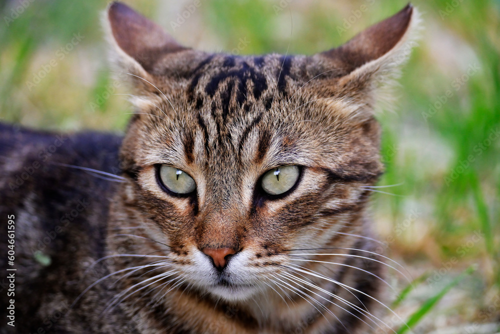 The direction of your cat's eyes and love to us always. You want to have a gorgeous sharp-eyed cat. The direction of your cat's eyes and love to us always. You want to have a gorgeous sharp-eyed cat.