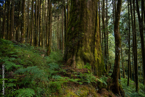 Forest landscape in alishan national forest recreation area © leungchopan