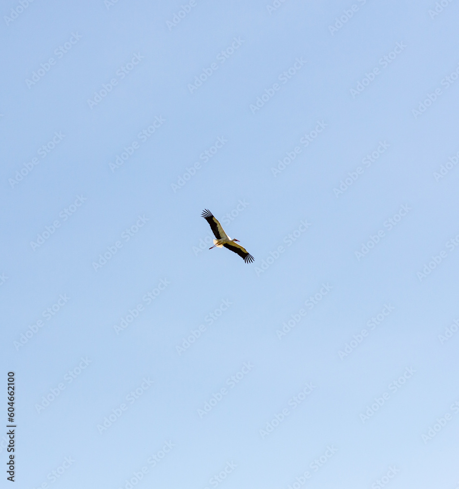 Black stork flies against the background of a cloudless blue sky
