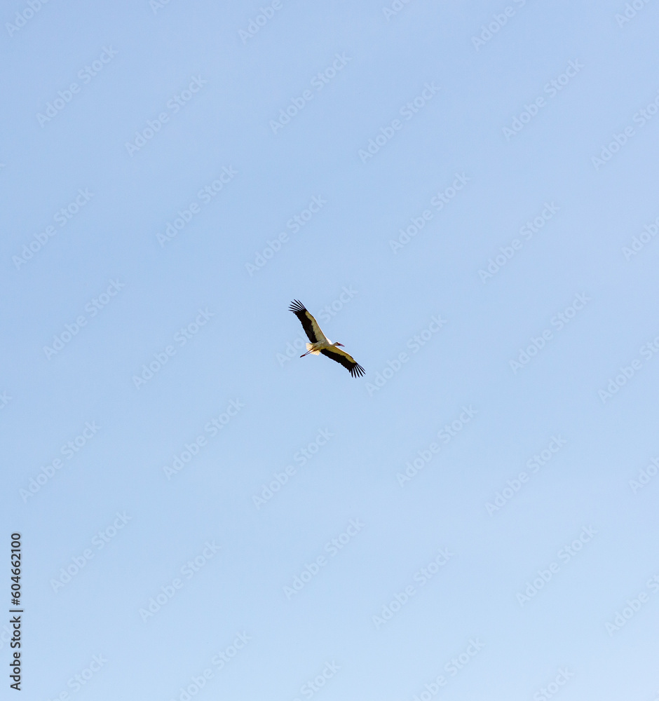 Black stork flies against the background of a cloudless blue sky Black stork flies against the background of a cloudless blue sky