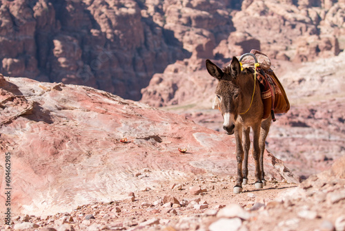 donkey standing of the cliff  Petra  Jordan