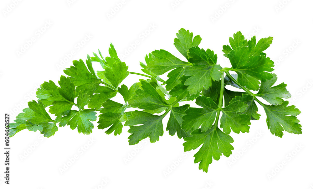 Celery Mint Parsley leaf png images _ tree images _ plant images