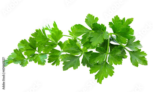 Celery Mint Parsley leaf png images _ tree images _ plant images _ leaves images _ celery mint parsley leaf in isolated white back ground 