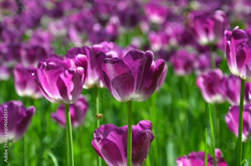  A group of magenta -purple Triumph Tulips ‘Striped Flag’ flowers bloom on spring flowerbed. Selected focus. Landscaping ,gardening , growing tulips concept.