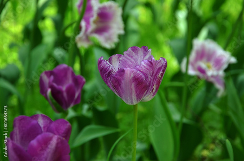 Beautiful purple - lavender and white striped tulips, Rembrandt-tulip -'Columbine' bloom in springtime .Gardening, cultivation of flowers concept. Free copy space.