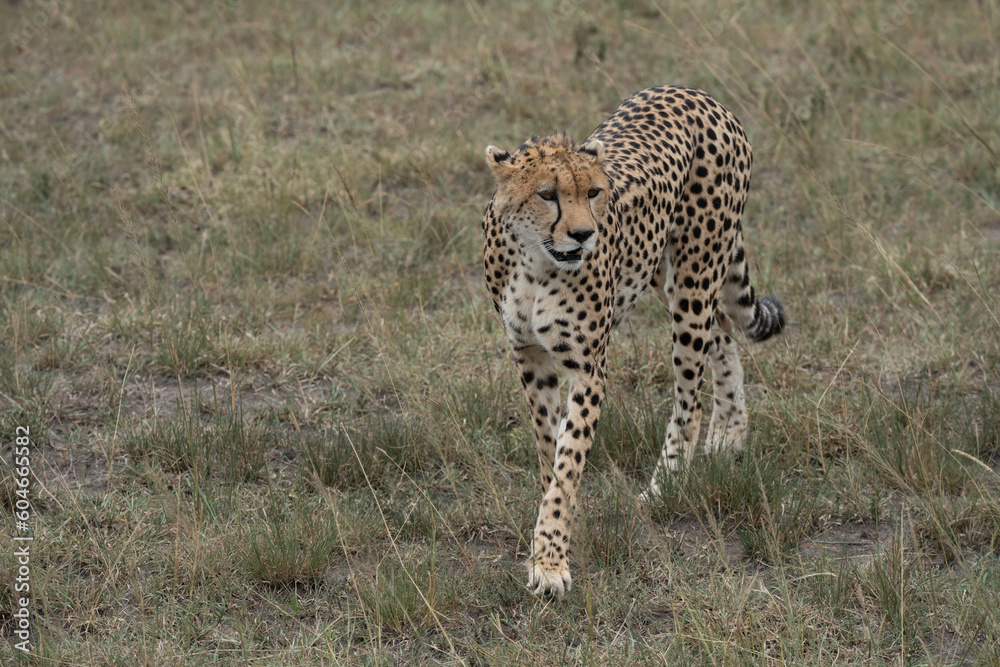 Cheetah walks and stalks its prey in the grassland of the Masaai Mara Reserve in Kenya Cheetah walks and stalks its prey in the grassland of the Masaai Mara Reserve in Kenya