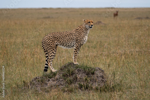 Cheetah stands on a rock in the Masaai Mara Reserve in Kenya, stalking its prey © MelissaMN