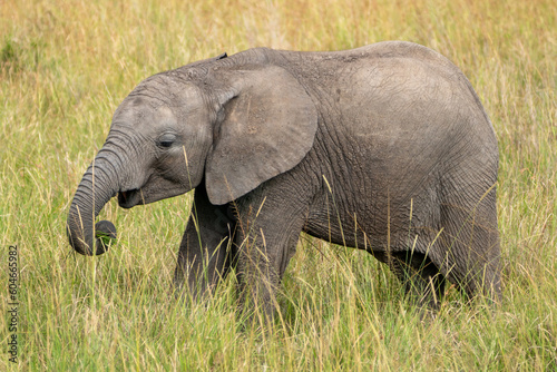 Baby elephant walks in tall grass - Kenya  Africa Masaai Mara Reserve