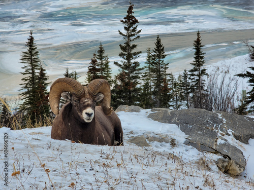 Bighorn sheep on a frozen mountain.