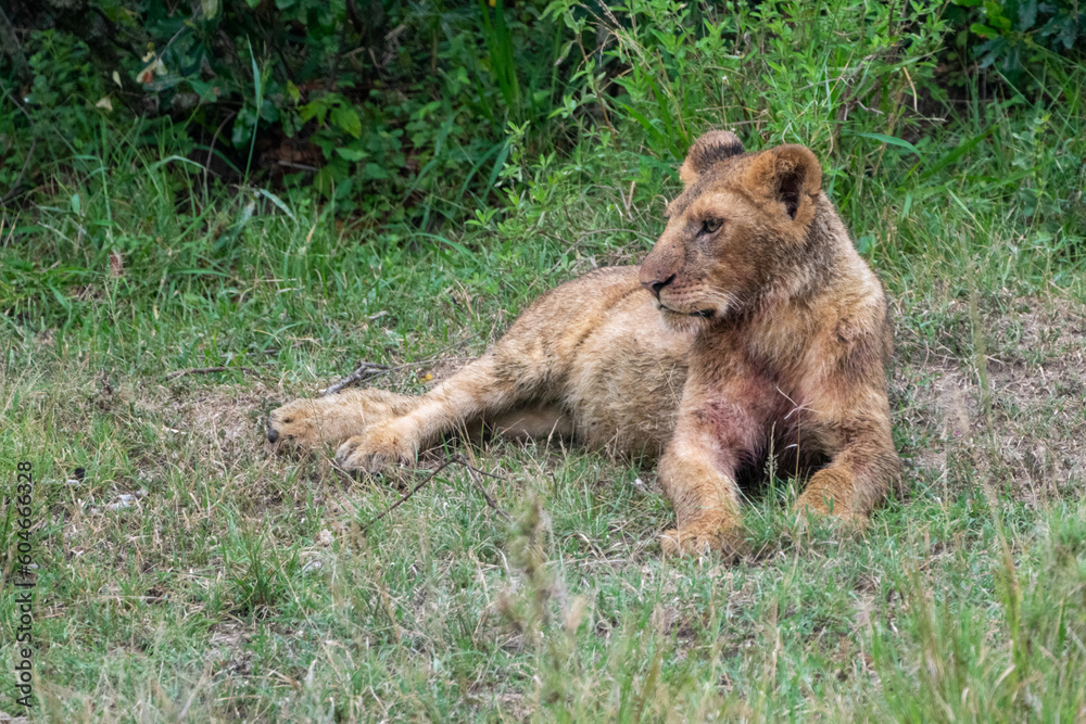 Lioness with blood on her fur watches and lays in the grass. Masaai Mara Kenya Africa Lioness with blood on her fur watches and lays in the grass. Masaai Mara Kenya Africa