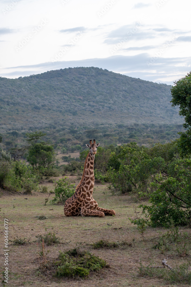 Fototapeta premium Sitting giraffe, looking at camera in the Masaai Mara Reserve, Kenya