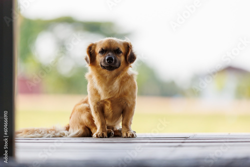 Fluffy Brown Dog sits on wood floor outdorrs