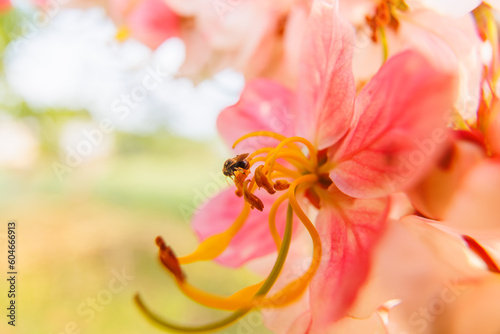 Pink Flowers closeup with green background