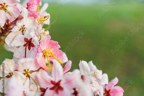 Pink flowers  closeup with green background