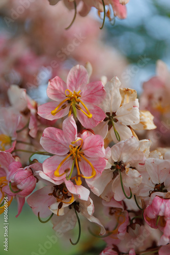 Pink Flowers closeup with green background