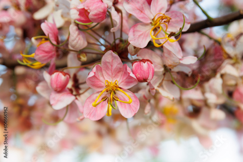 Pink Flowers closeup with green background